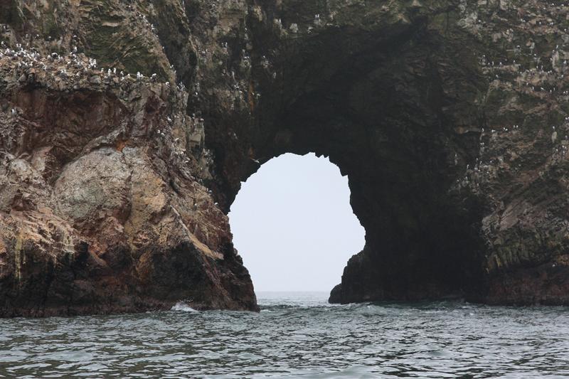 1228-Isole Ballestas,19 luglio 2013.JPG